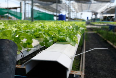 Plants growing in greenhouse