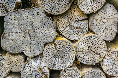 Full frame shot of shells