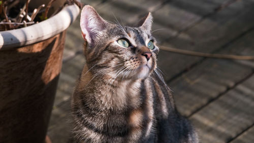 Close-up of a cat looking up