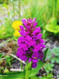 Close-up of purple flowering plant