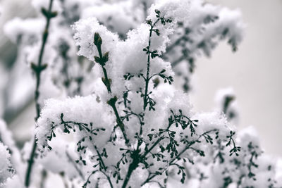 Close-up of flower tree against sky during winter