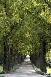 Footpath amidst meta sequoia trees in park