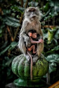 Monkey with infant against plants