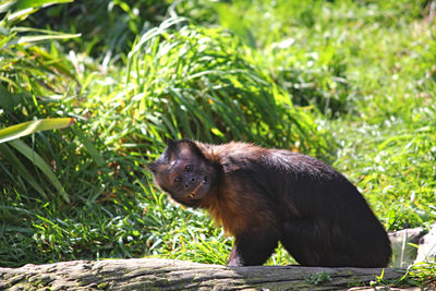 Monkey sitting on rock