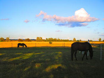 Horse in a field