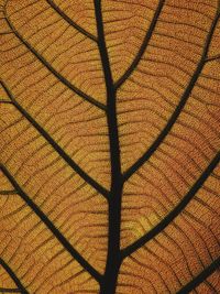 Texture of young leaves of the teak tree.