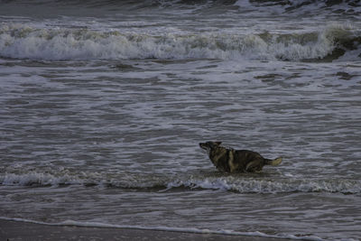 Cat in sea