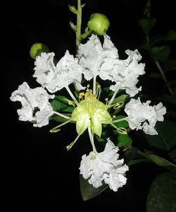 Close-up of white flower