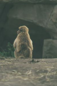 Mom and baby monkey sitting together