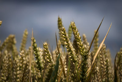 Close-up of wheat growing on field against sky