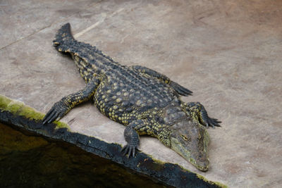 High angle view of crocodile