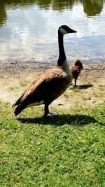 View of a bird on a field