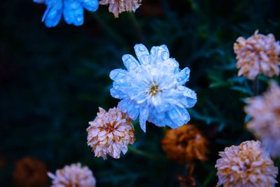 Close-up of flowers blooming outdoors