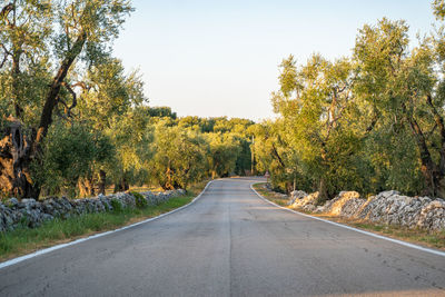 Empty road amidst olive trees against sky