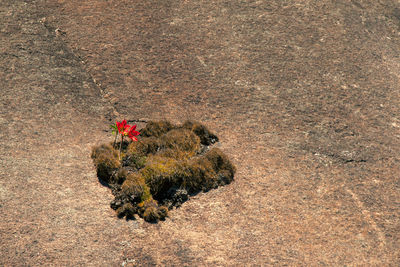 High angle view of red flowering plant on rock