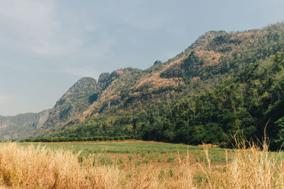 Scenic view of field against sky