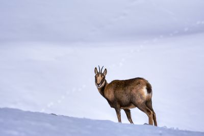 Chamois in the snow on the peaks of the national park picos de europa in spain. rebeco,rupicapra