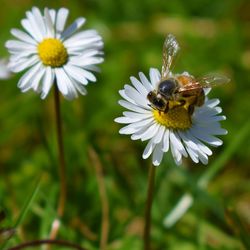 Close-up of bee pollinating on flower