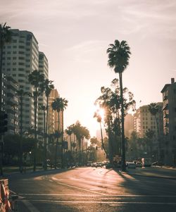 City street by palm trees and buildings against sky