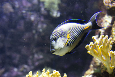 Close-up of fish swimming in sea