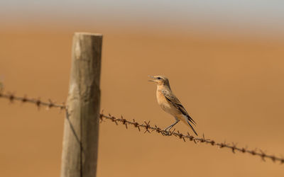 Bird perching on wooden post against sky during sunset