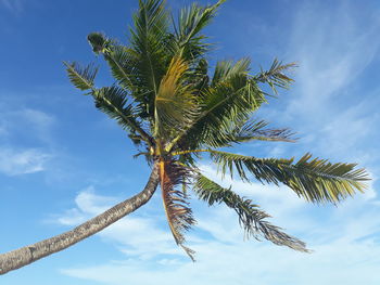 Low angle view of coconut palm tree against blue sky