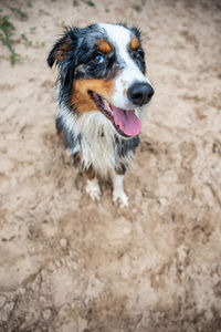 Dog running on beach