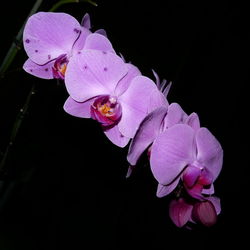 Close-up of flowers blooming against black background