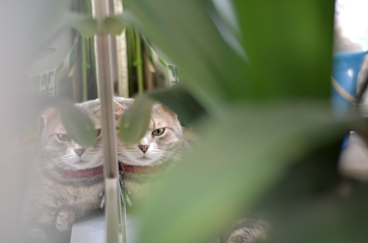 focus on foreground, close-up, selective focus, no people, plant, day, nature, portrait, cute, animal head, mammal, white, green color, feather