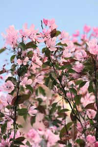 Close-up of pink cherry blossoms in spring