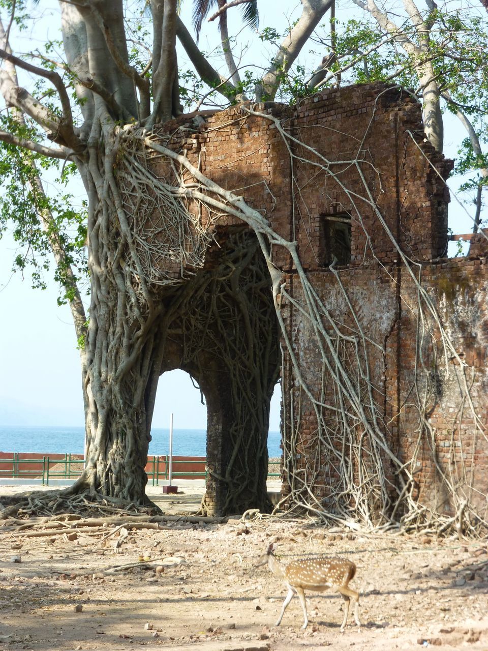 DAMAGED TREE TRUNK ON FIELD