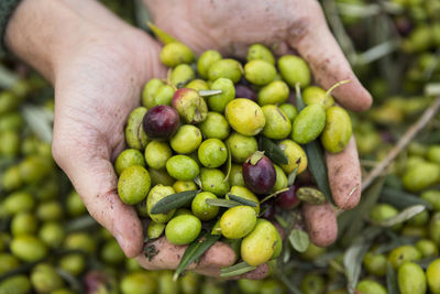 Close-up of hand holding olives