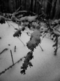 Close-up of frozen plant during winter