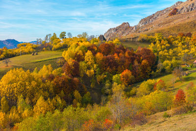 Scenic view of autumn trees against sky