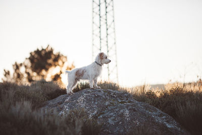 Dog on field against clear sky