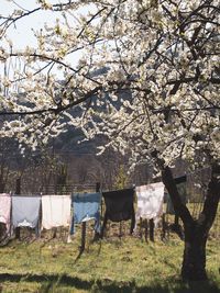 View of cherry tree in field