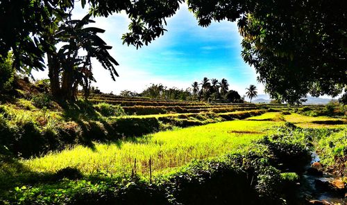 Scenic view of grassy field against sky