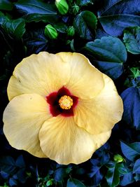 Close-up of yellow flowering plant