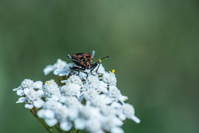 Close-up of insect on flower