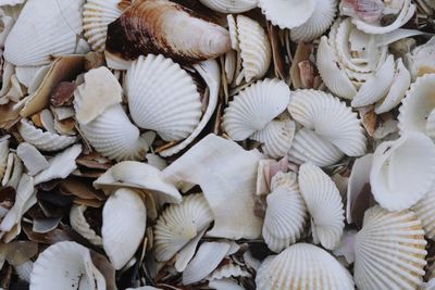 Full frame shot of shells for sale at market