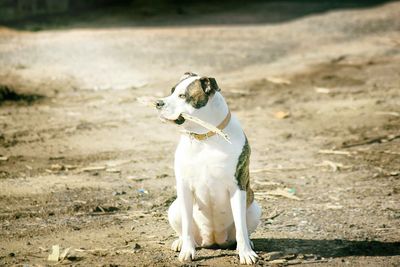 Dog standing in field