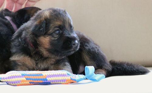 Close-up of a dog looking away