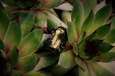Close-up of succulent plant