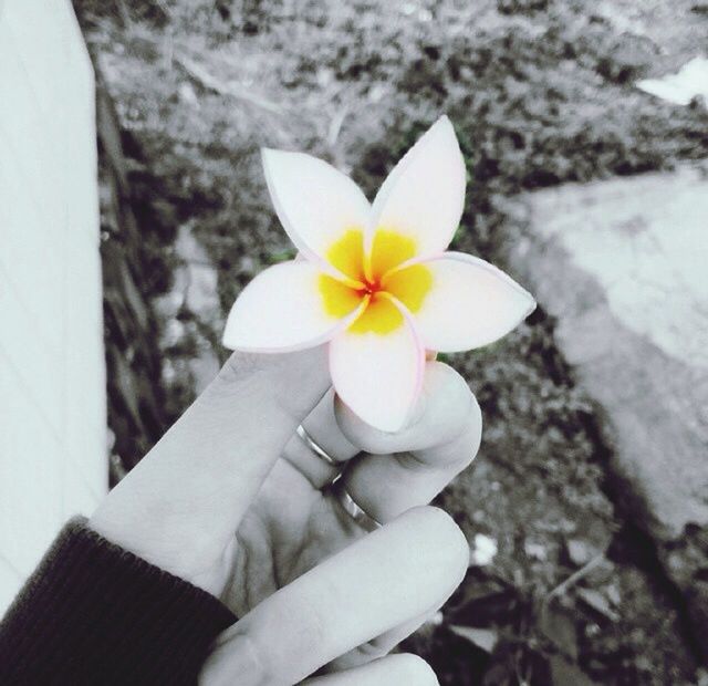 flower, petal, flower head, person, fragility, holding, white color, freshness, focus on foreground, single flower, close-up, part of, beauty in nature, nature, stamen, pollen, cropped