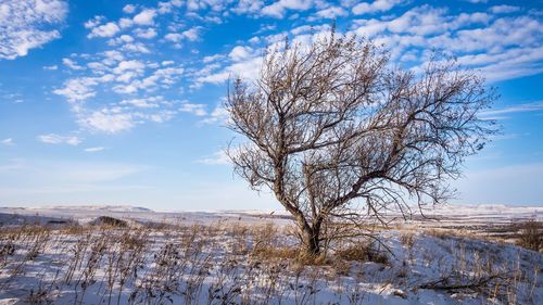 Bare tree on snow covered land against sky