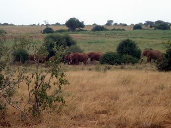 View of sheep on field