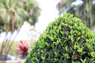 Close-up of green plant