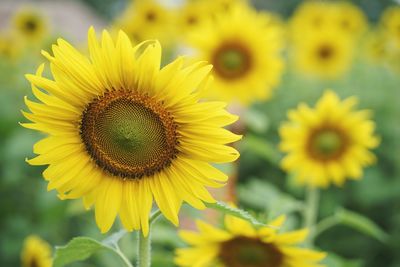 Close-up of yellow flowering plant