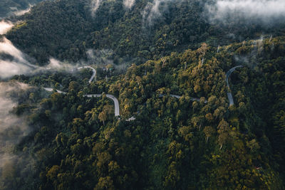 High angle view of plants and trees in forest