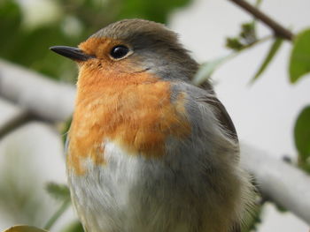 Close-up of a bird